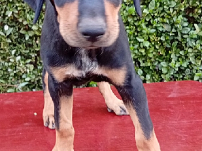 Transylvanian Hound puppy for sale