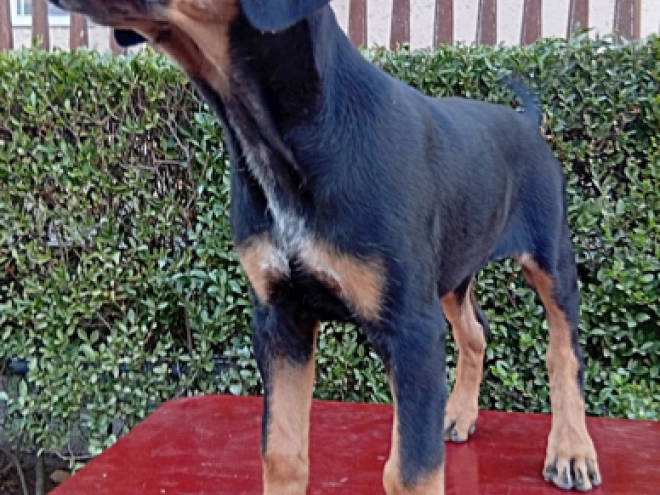 Transylvanian Hound puppy for sale