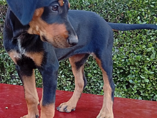 Transylvanian Hound puppy for sale