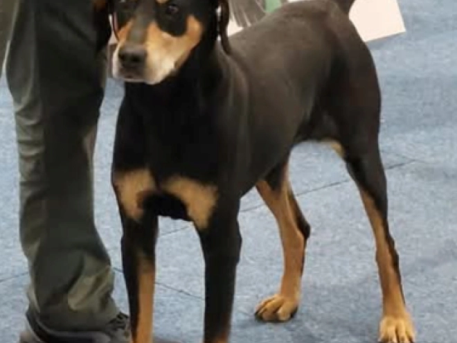 Transylvanian Hound puppy for sale