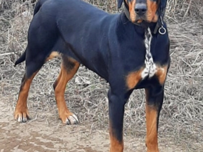 Transylvanian Hound puppy for sale