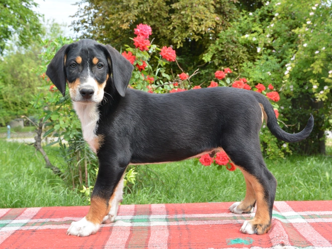Transylvanian Hound puppy for sale