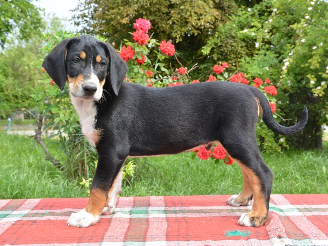 Transylvanian Hound puppy for sale