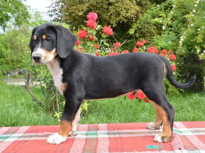 Transylvanian Hound puppy for sale