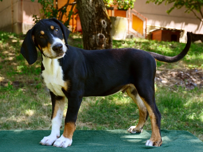 Transylvanian Hound puppy for sale
