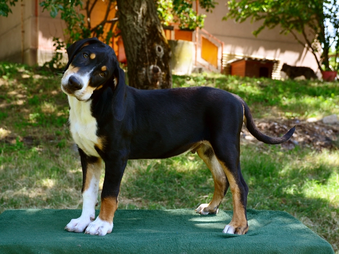 Transylvanian Hound puppy for sale