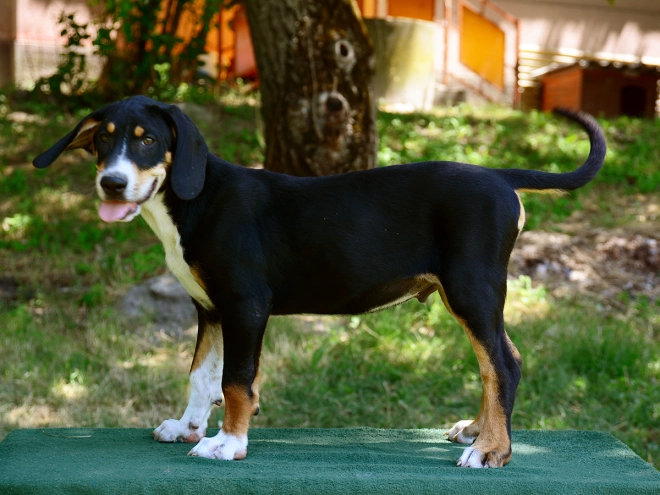 Transylvanian Hound puppy for sale