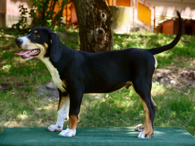 Transylvanian Hound puppy for sale