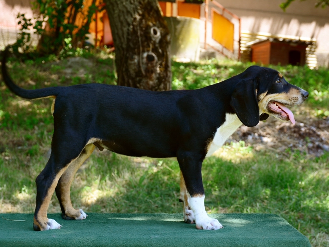 Transylvanian Hound puppy for sale