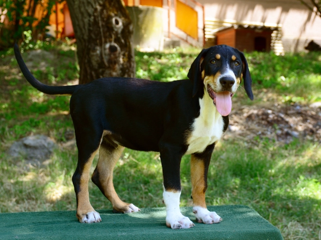 Transylvanian Hound puppy for sale
