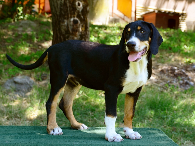 Transylvanian Hound puppy for sale