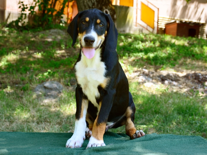 Transylvanian Hound puppy for sale
