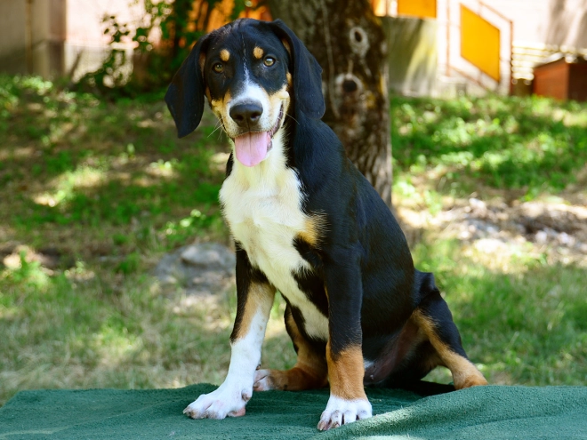 Transylvanian Hound puppy for sale