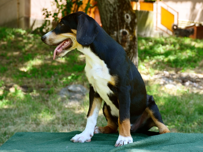 Transylvanian Hound puppy for sale