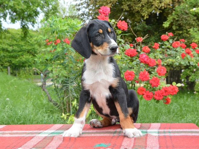 Transylvanian Hound puppy for sale