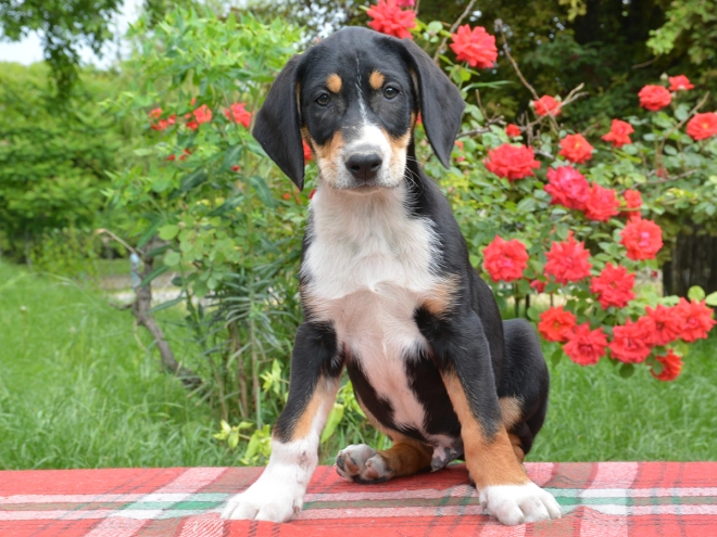 Transylvanian Hound puppy for sale