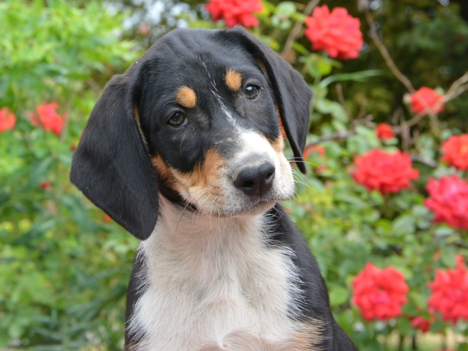 Transylvanian Hound puppy for sale