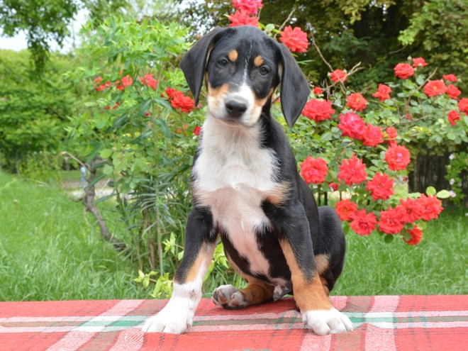 Transylvanian Hound puppy for sale