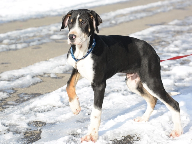 Transylvanian Hound puppy for sale