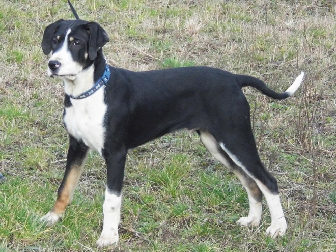 Transylvanian Hound puppy for sale