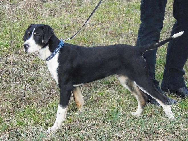 Transylvanian Hound puppy for sale