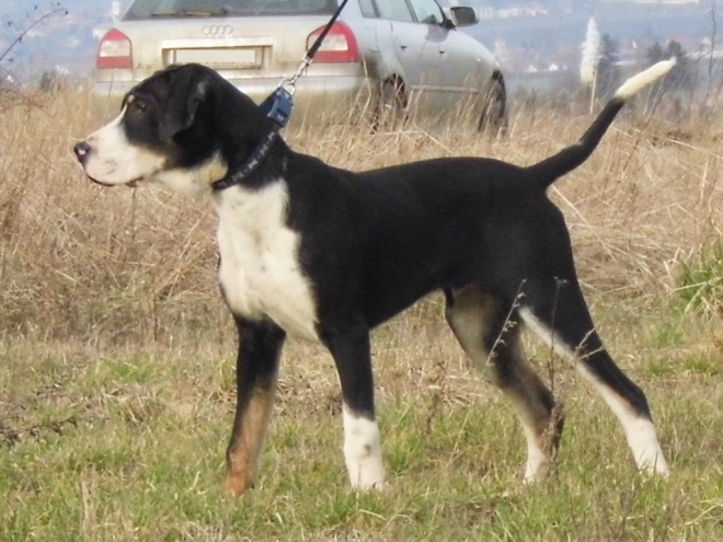 Transylvanian Hound puppy for sale