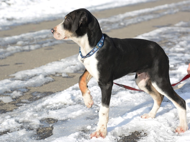 Transylvanian Hound puppy for sale