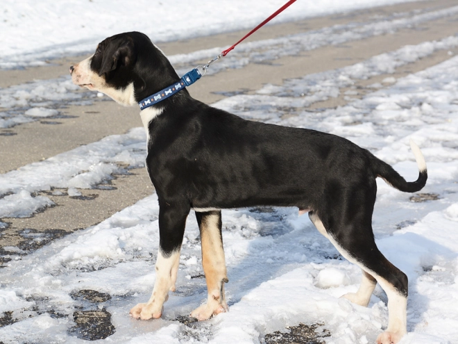 Transylvanian Hound puppy for sale