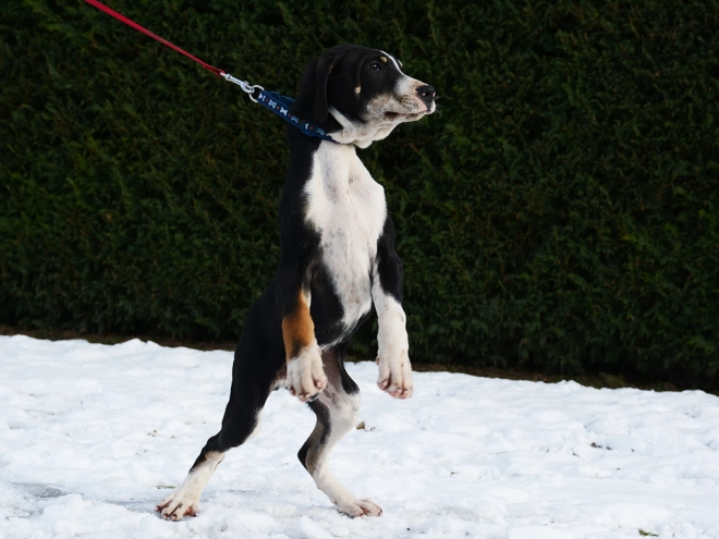 Transylvanian Hound puppy for sale
