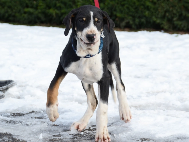 Transylvanian Hound puppy for sale