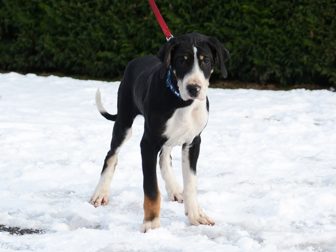 Transylvanian Hound puppy for sale