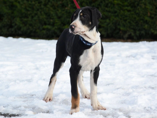 Transylvanian Hound puppy for sale