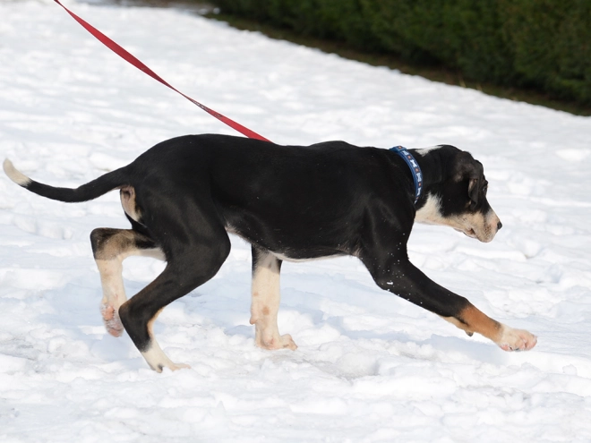 Transylvanian Hound puppy for sale