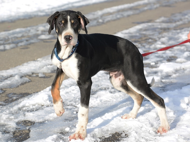 Transylvanian Hound puppy for sale