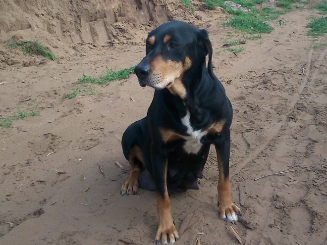 Transylvanian Hound puppy for sale