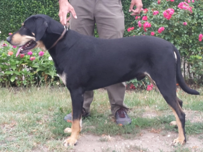 Transylvanian Hound puppy for sale