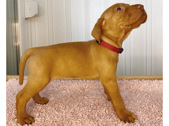 Magyar Vizsla Welpe kaufen