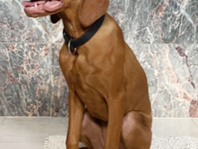 Magyar Vizsla Welpe kaufen