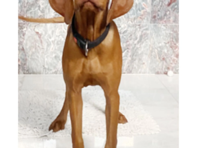 Magyar Vizsla Welpe kaufen