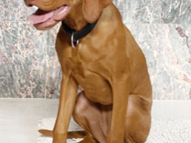 Magyar Vizsla Welpe kaufen
