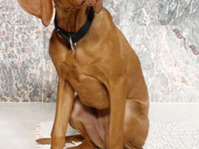 Magyar Vizsla Welpe kaufen
