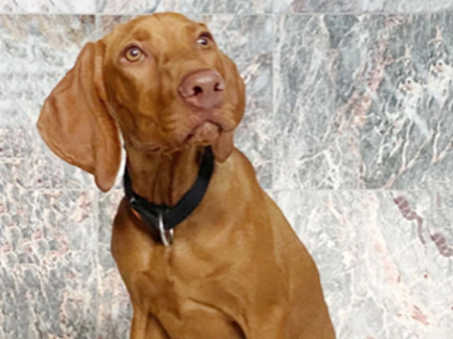 Magyar Vizsla Welpe kaufen