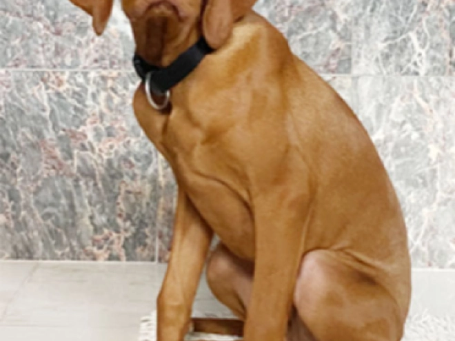 Magyar Vizsla Welpe kaufen