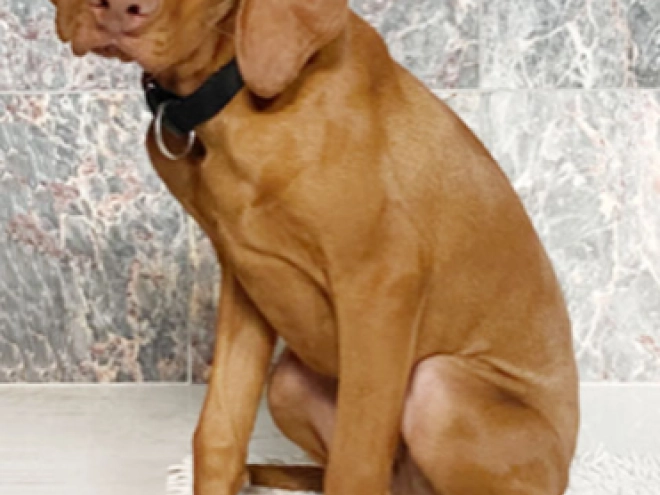 Magyar Vizsla Welpe kaufen