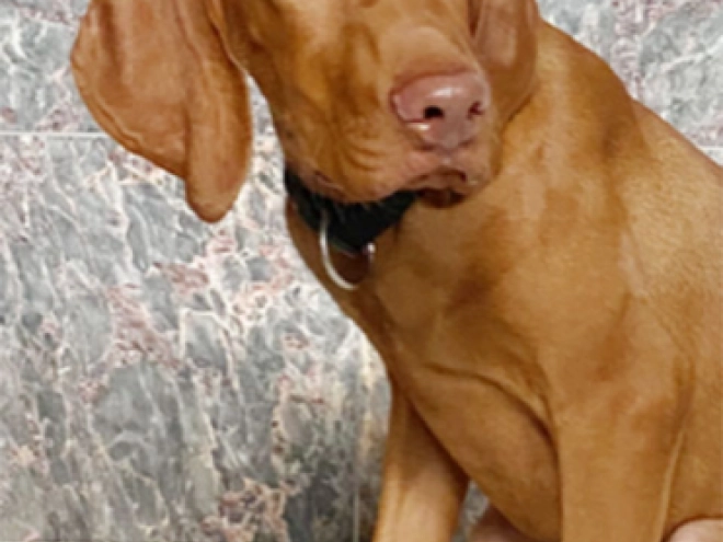 Magyar Vizsla Welpe kaufen