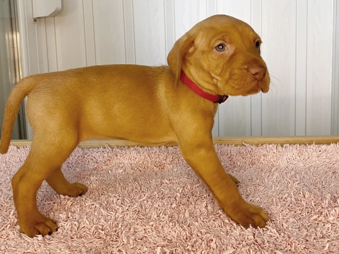 Magyar Vizsla Welpe kaufen