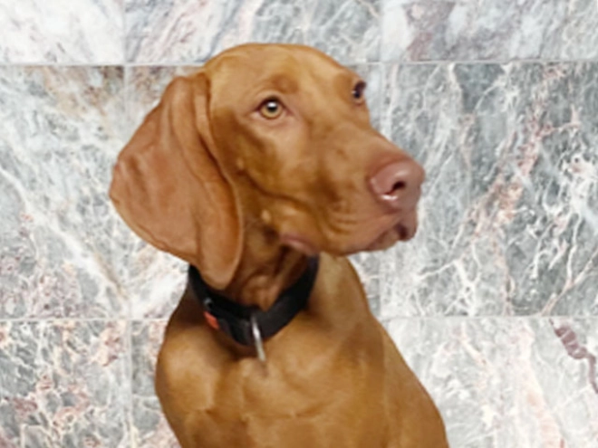Magyar Vizsla Welpe kaufen