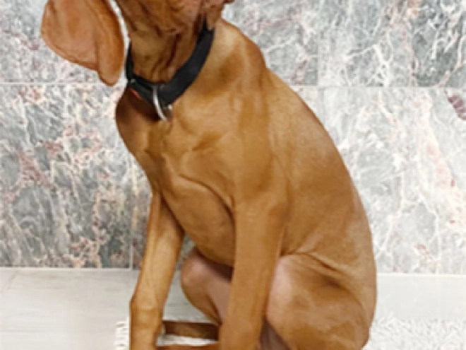 Magyar Vizsla Welpe kaufen