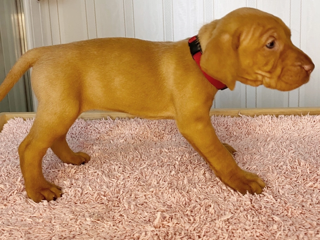 Magyar Vizsla Welpe kaufen