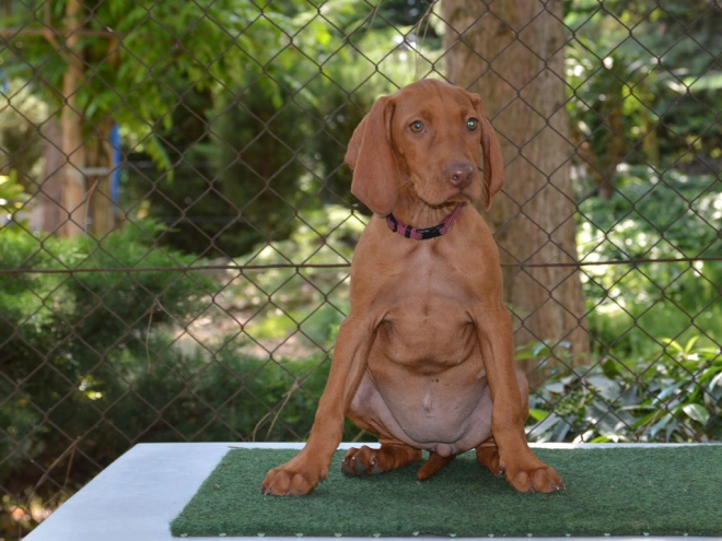 Magyar Vizsla Welpe kaufen